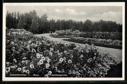 AK Gelsenkirchen-Buer, Dahliengarten