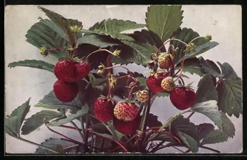 AK Garten-Erdbeere, Fragaria elatior hybrida