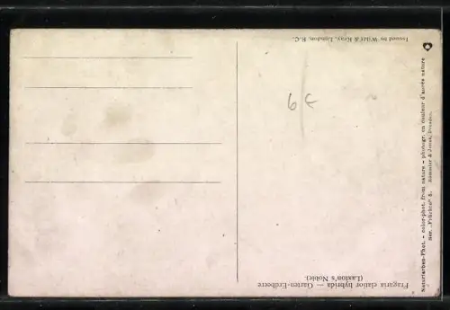 AK Garten-Erdbeere, Fragaria elatior hybrida