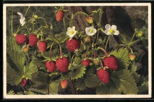 Foto-AK Emanuel Gyger: Walderbeeren an einem Baum