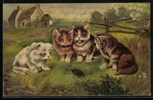 AK vier Katzen umzingeln einen Maikäfer