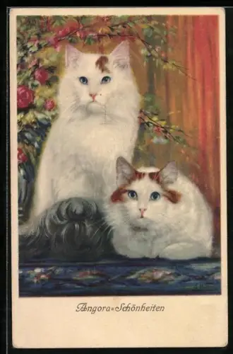 AK Angora-Schönheiten, Zwei Katzen
