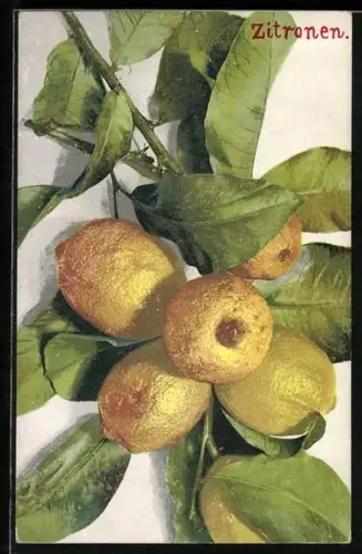 AK Zweig mit Zitronen