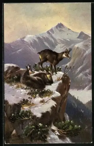 Künstler-AK Alfred Schönian: Gemsen auf Fels