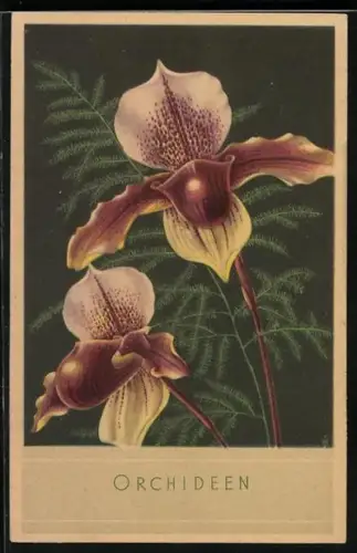 AK geld-weisse Orchideen in voller Blüte