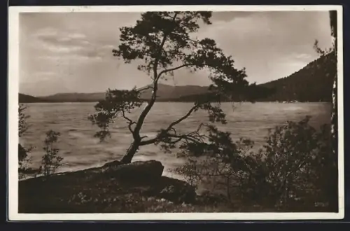 AK Bad Kirschberg-Thammühl, Partie am Seeufer