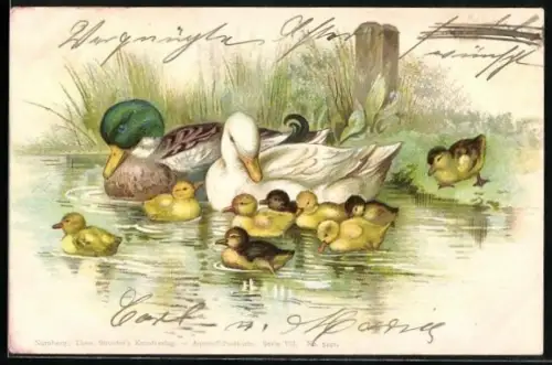 Lithographie Enten mit Kücken