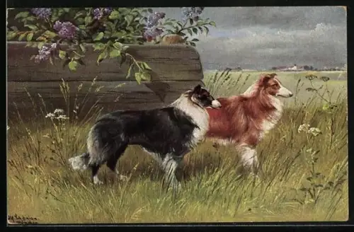 Künstler-AK Alfred Schönian: Brauner und schwarzer Collie auf der Wiese