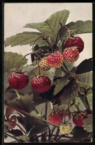 AK Garten-Erdbeere mit Früchten