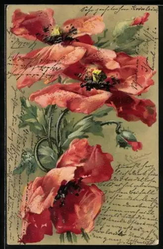 Künstler-AK Catharina Klein: Rote Mohnblumen in voller Blüte