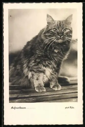 AK Getigerte Katze mit ruhigem Blick