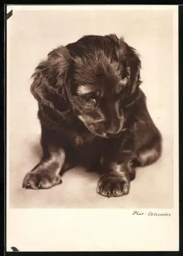 AK Dackelwelpe blickt zu Boden