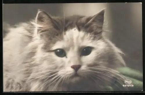 AK Portrait einer weissgrauen Katze