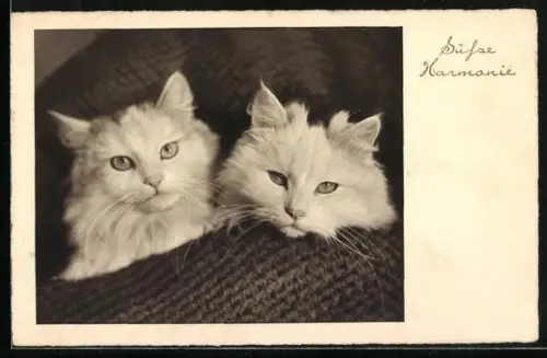 AK Süsse Harmonie, Zwei weisse Katzen