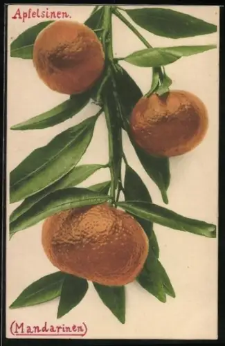 AK Drei Mandarinen an einem Zweig