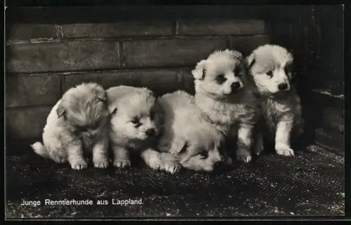 AK Lappland, Junge Renntierhunde