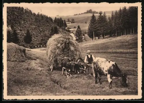 AK Bauer mit Ochsengespann bei der Heuernte