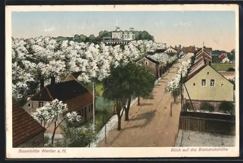 AK Werder a. H., Strassenblick zur Bismarckshöhe ur Baumblüte