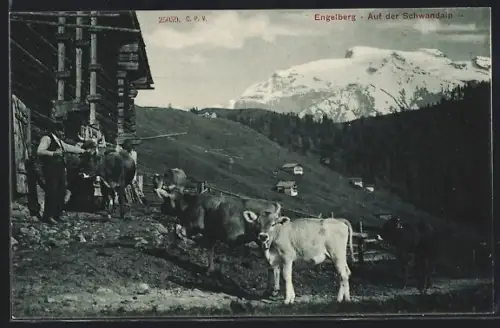 AK Engelberg, Schwandalp mit Hütten und Kühen