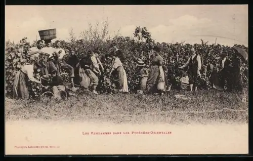 AK Pyrénés-Orientales, Les Vendanges dans les Pyrénés-Orientales, Wein