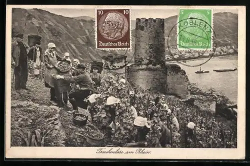AK Traubenlese am Rhein, Wein