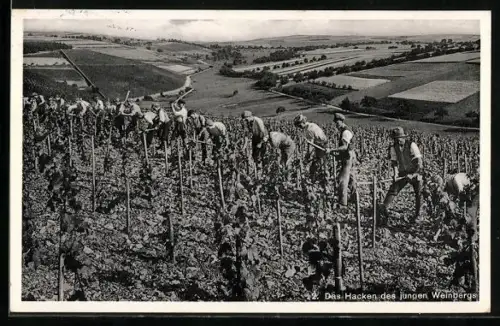 AK Männer beim Hacken des jungen Weinberges