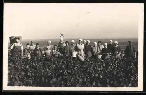 Foto-AK Frauen und Männer bei der Weintraubenernte