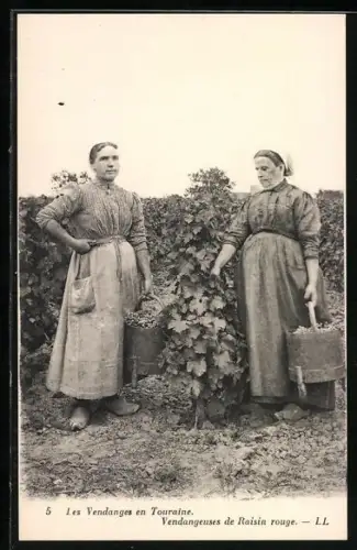 AK Vendangeuses de raisin rouge en Touraine, Frauen bei der Weinernte