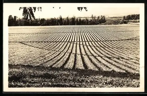 AK Honolulu / Hawaii, Ananasfelder nahe Honolulu