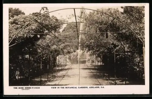 AK Adelaid /S. A., View in the Botanical Gardens