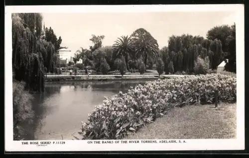 AK Adelaide /S. A., On the Banks of the River Torrens