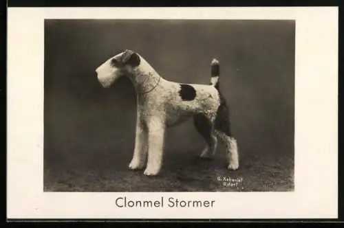 AK Reinbek /Hamburg, Drahtherr-Foxterrier-Zwinger Fom Jaegersbronnen, Frau Kl. Pichinot