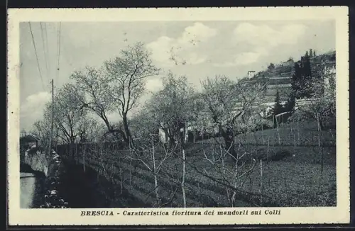 AK Brescia, Caratteristica fioritura dei mandorli sui Colli