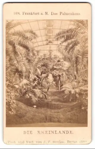 Fotografie J. F .Stiehm, Berlin, Ansicht Frankfurt / Main, Blick in das Palmenhaus