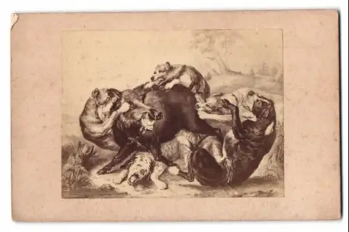 Fotografie Gemälde: Ein wildes Schwein von Hunden angefallen, nach Jacobsen