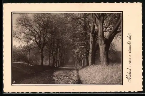 AK Náchod, Ráno v zàmecké aleji