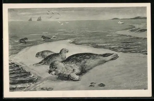 AK Robben an Strand, Seehunde