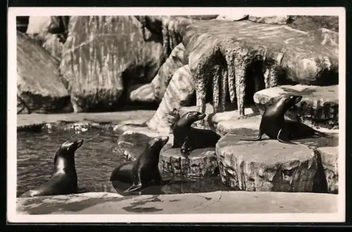 AK Hamburg-Stellingen, Carl Hagenbeck`s Tierpark, Südpolar Panorama: Seelöwen