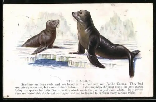 AK Seelöwin mit Jungem auf einer Eisscholle