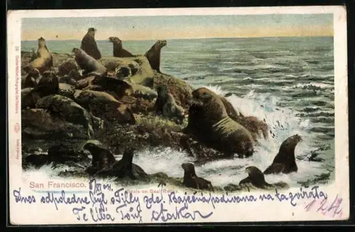 AK San Francisco, CA, Seehunde auf einem Felsen