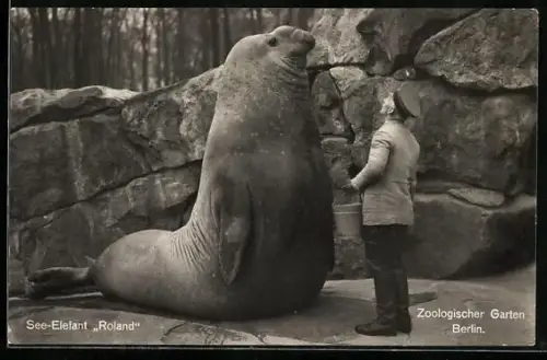 AK Berlin, Zoologischer Garten, See-Elefant Roland