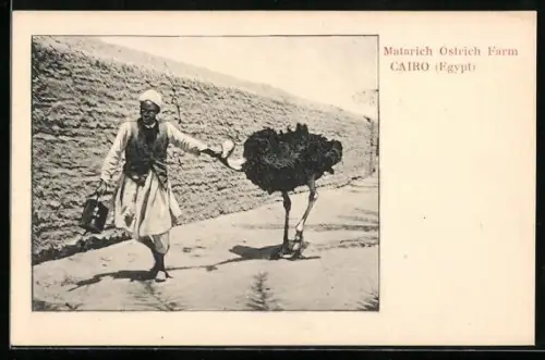 AK Cairo, Matarich Ostrich Farm, Straussenfarm