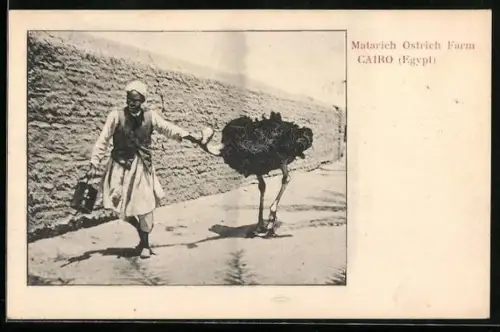 AK Cairo, Matarich Ostrich Farm, Straussenfarm