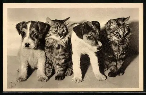 AK Tierschutzverein für Wien, Terrierwelpen und Kätzchen