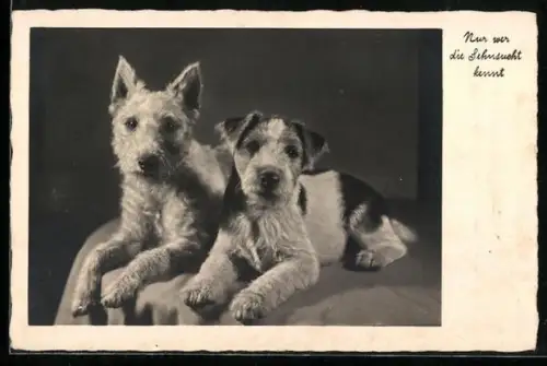 AK Zwei Terrier, Nur wer die Sehnsucht kennt