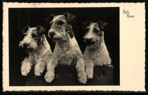 AK Drei Terrier schauen aus einem Kasten hervor