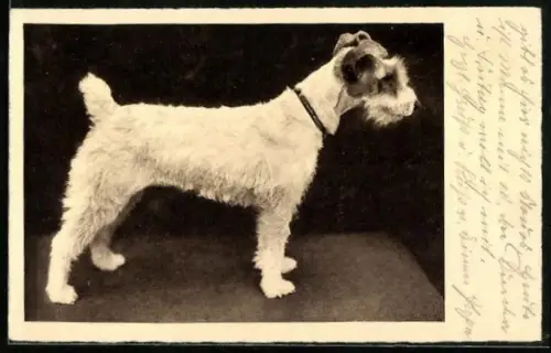 AK Terrier mit hellem Fell und Halsband