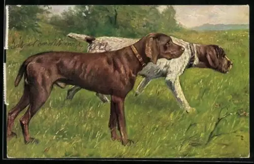AK Münsterländer mit Gefährte auf der Pirsch