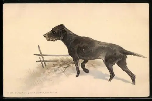 AK Hübscher Jagdhund auf einer Feldwiese