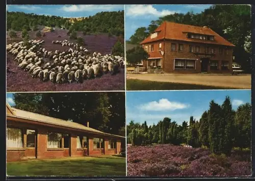AK Volkwardingen üb. Soltau, Gasthaus Lüdtke, Schafherde und Heide